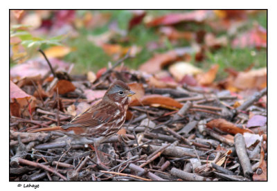 Bruant fauve / Passerelle iliaca / Fox Sparrow