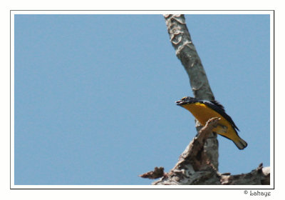 Organiste  gorge jaune - Yellow-throated Eupphonia.jpg