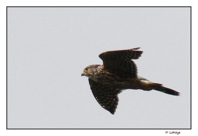 pervier brun / Accipiter striatus - Sharp-shinned Hawk