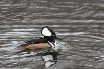 Harle couronn / Lophodytes cucullatus / Hooded Merganser