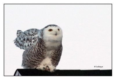 Harfang des neiges / Bubo scandiacus / Snow Owl