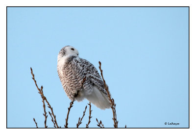 Harfang des neiges / Bubo scandiacus / Snow Owl