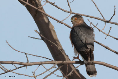 pervier de Cooper / Accipiter cooperti / Cooper's Hawk