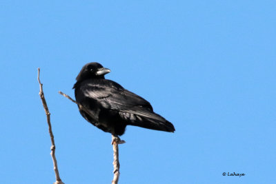 Corneille d'Amrique / Corvus brachyrhynchos / American Crow