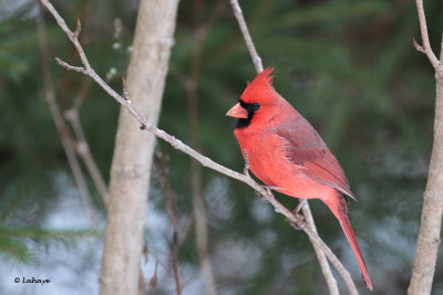 Cardinal rouge male / Cardinalis cardinalis / Northern Cardinal