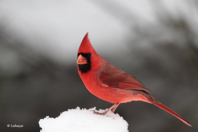 Cardinal rouge male / Cardinalis cardinalis / Northern Cardinal