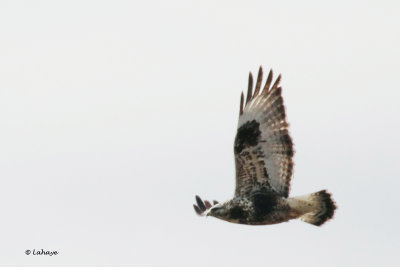 Buse pattue / Buteo lagopus / Rough-legged Hawk