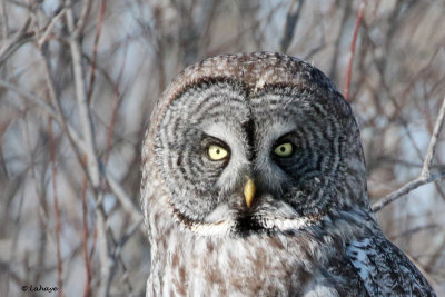 Chouette lapone / Strix nebulosa / Great Gray Own