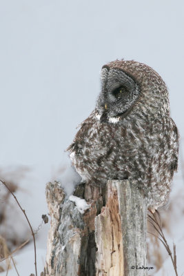 Chouette lapone / Strix nebulosa / Great Gray Own