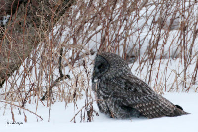 Chouette lapone / Strix nebulosa / Great Gray Own