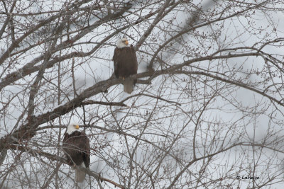 Pygargues  tte blanche / Haliaeetus leucocephalus // Bald Eagle