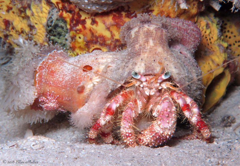 Stareye Hermit, Porcelain Crab & Anemones