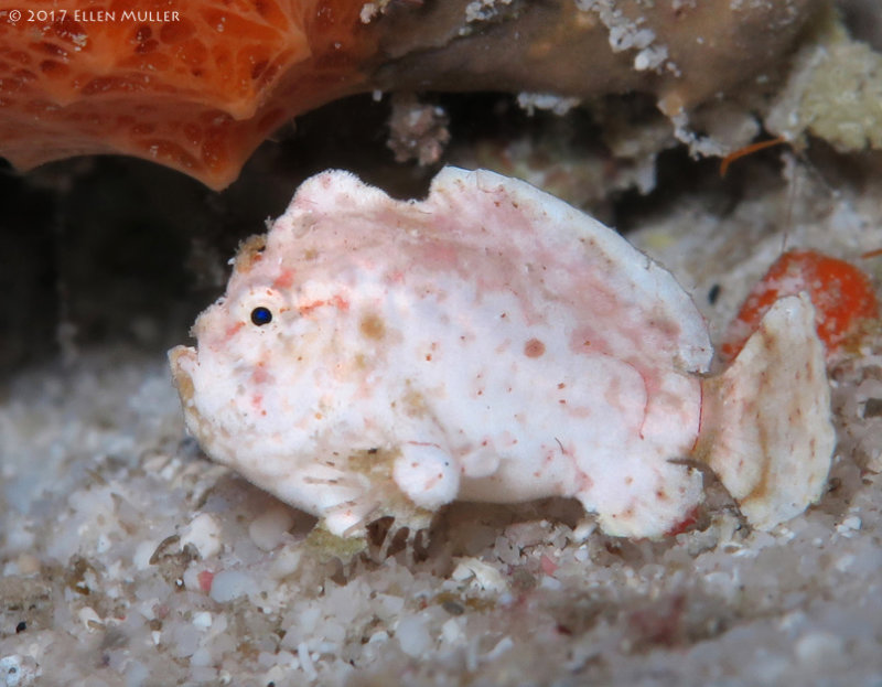 Dwarf Frogfish 