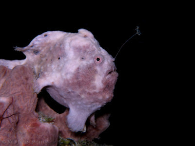 Fishing Frogfish