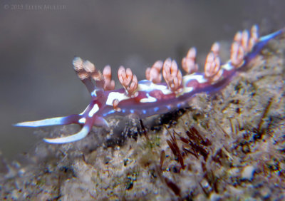 Flabellina Engeli