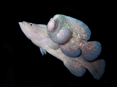 Mating Soapfish