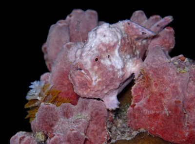 Pink Frogfish Fishing