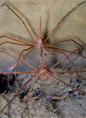 Arrow Crab Pair