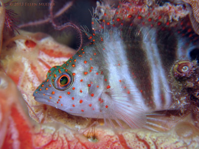 Redspotted Hawkfish