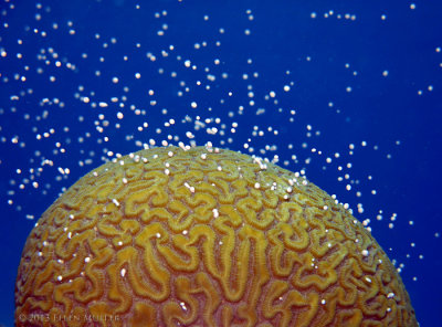 Daytime Brain Coral Spawning