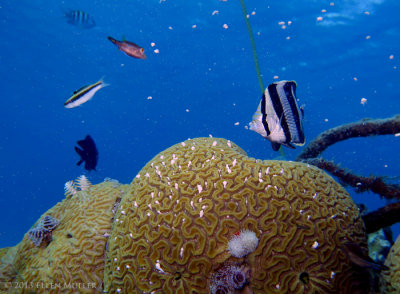 Daytime Brain Coral Spawning