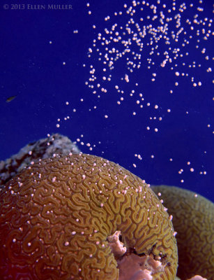 Daytime Brain Coral Spawning