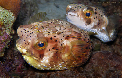 Mating Balloonfish