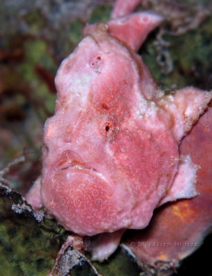 Pink Frogfish