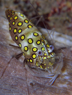 Circled Shrimp