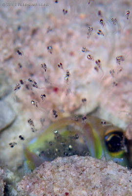 Baby Jawfish