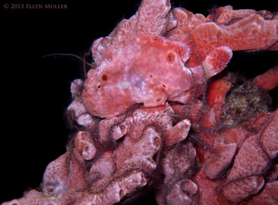 Pink Frogfish & Brittle Stars