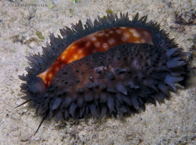 Measled Cowrie