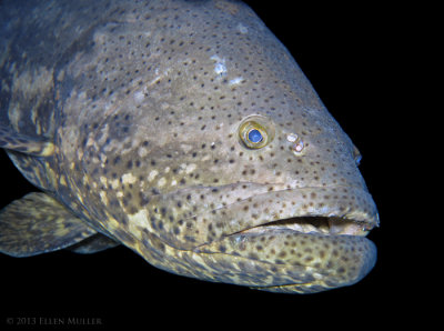 Goliath Grouper