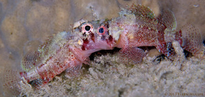 Battling Scorpionfish