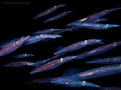 Schooling Arrow Squid