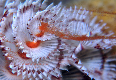 Spawning Christmas Tree Worm