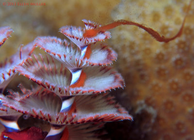 Spawning Christmas Tree Worm