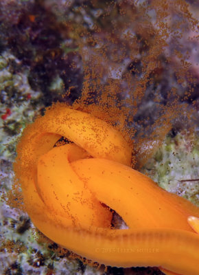 Spawning Ribbon Worm