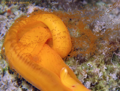 Spawning Ribbon Worm