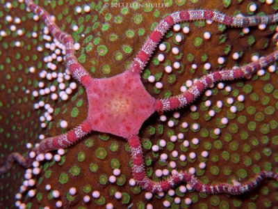 Brittle Star & Eggs