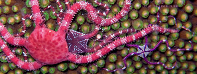 Purple Pinwheel Brittle Star