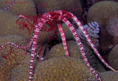 Brittle Star Spawning