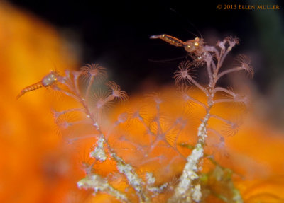 Tiny Mysid Shrimp