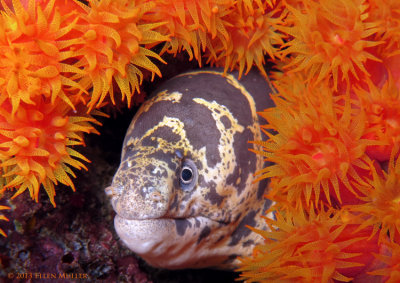 Chain Moray & Cup Coral