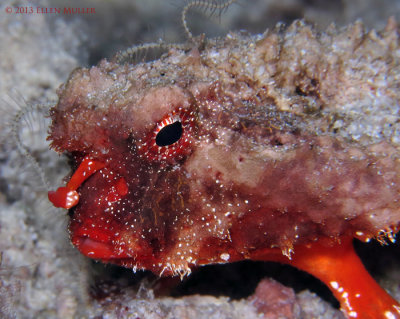 Roughback Batfish