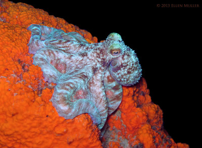 Reef Octopus