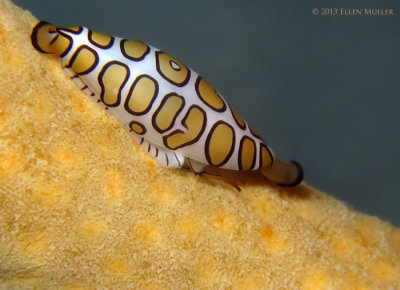 Juvenile Cyphoma