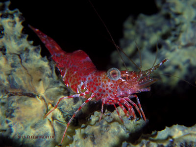 Red Night Shrimp