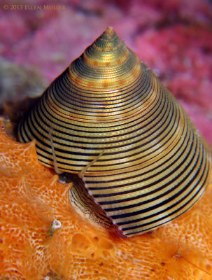 Top Snail