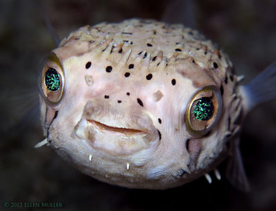 Balloonfish Eyes